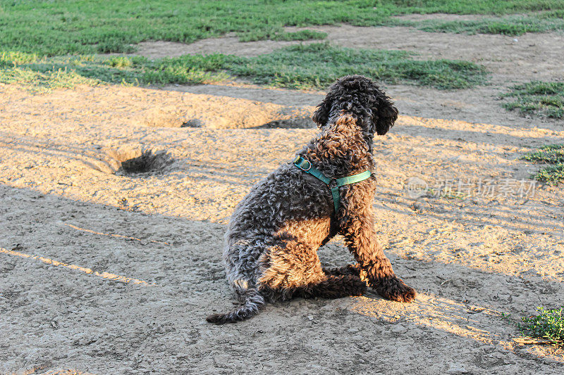 小狗母狗- Lagotto Romagnolo